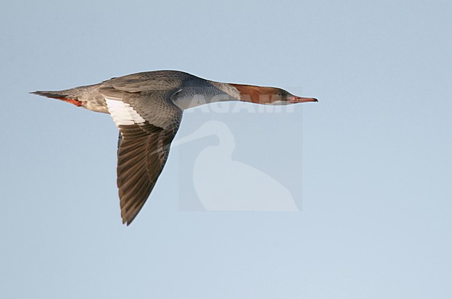 Vrouwtje Grote Zaagbek; Goosander female (Mergus mergus) UtÃ¶ Finland March 2011 stock-image by Agami/Markus Varesvuo,