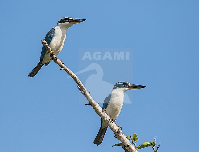 Endemic Mariana Kingfisher (Todiramphus albicilla orii) in the Northern Marianas islands. Endemic subspecies of Rota island. stock-image by Agami/Pete Morris,