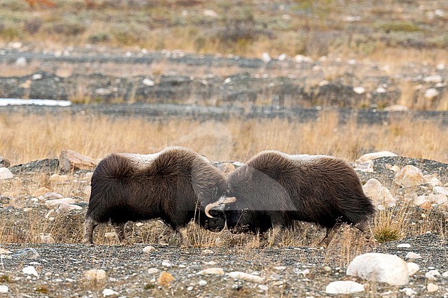 Two young male Muskox (Ovibos moschatus) in the Dovrefjell in Norway. Butting head, fighting to test strenght. stock-image by Agami/Alain Ghignone,