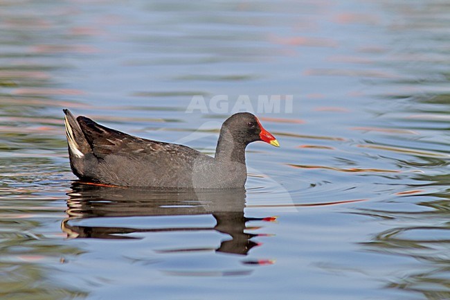 Zwart Waterhoen zwemmend, Dusky Moorhen swimming stock-image by Agami/Pete Morris,