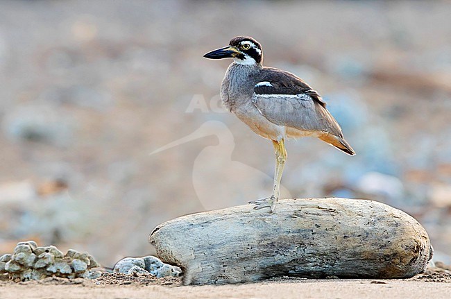 Rifgriel, Beach Stone Curlew stock-image by Agami/Dubi Shapiro,