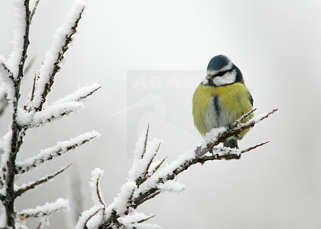 Adulte Pimpelmees in zit in de winter; Adult Blue Tit perched in winter stock-image by Agami/Menno van Duijn,