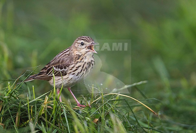 Tree Pipit - Baumpieper - Anthus trivialis ssp. trivialis, Germany stock-image by Agami/Ralph Martin,