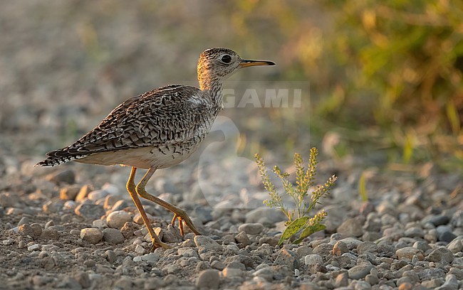 Upland Sandpiper (Bartramia longicauda) at the prairies of southwest Manitoba, Canada. stock-image by Agami/Eduard Sangster,