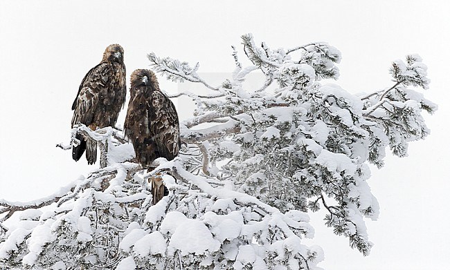 Golden Eagle adult (aquila chrysaetos) Kuusamo Finland February 2020 stock-image by Agami/Markus Varesvuo,