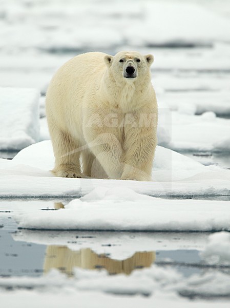 Volwassen IJsbeer, Adult Polar Bear stock-image by Agami/Danny Green,