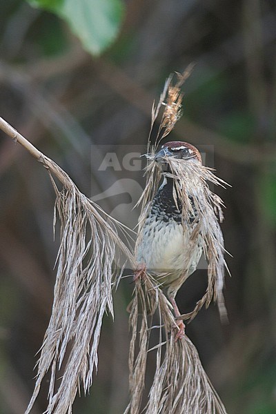 Spaanse Mus; Spanish Sparrow, Passer hispaniolensis ssp. transcaspicus, male, Turkey stock-image by Agami/Ralph Martin,