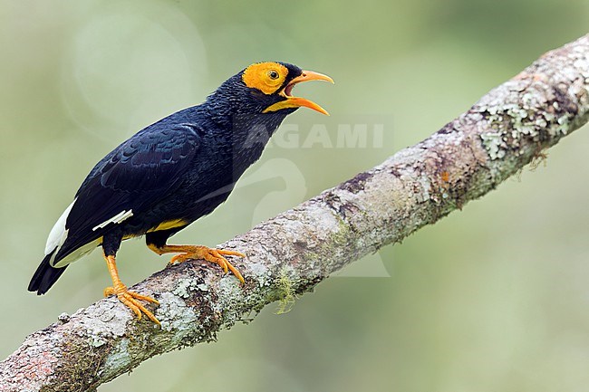 Yellow-faced Myna (Mino dumontii) perched on a branch in Papua New Guinea. stock-image by Agami/Glenn Bartley,