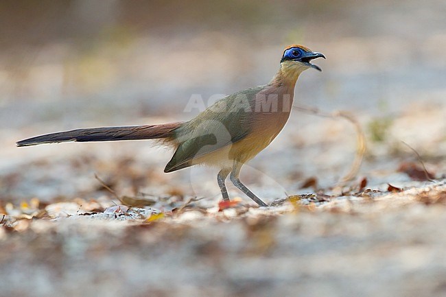 Red-capped Coua (Coua ruficeps) stock-image by Agami/Dubi Shapiro,