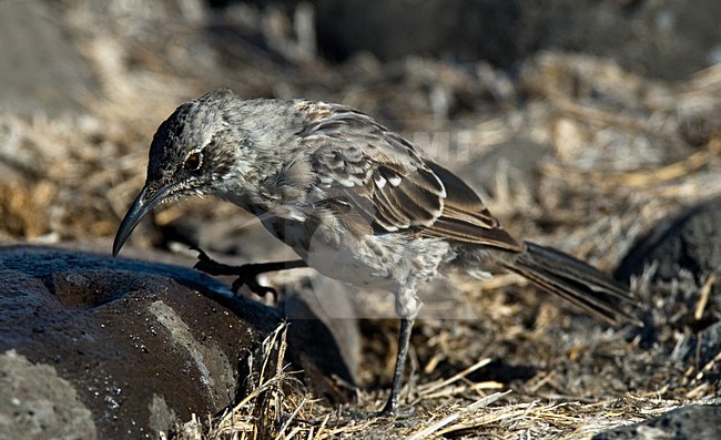 Kapspotlijster drinkend, Hood Mockingbird drinking stock-image by Agami/Roy de Haas,