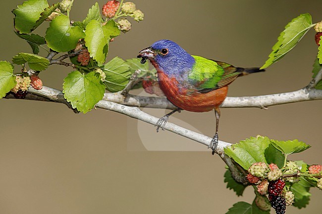 Adult male Painted Bunting (Passerina ciris) perched on a branch in Galveston County, Texas, United States, during spring migration. stock-image by Agami/Brian E Small,