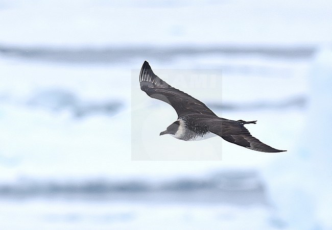 Sudadult Pomarine Skua (Stercorarius pomarinus) in flight over packice north of Spitsbergen. stock-image by Agami/Laurens Steijn,