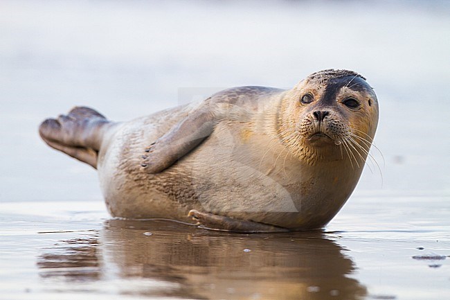 Common Seal, Phoca vitulina, immature animal resting on the beach with high tide at sunset during storm stock-image by Agami/Menno van Duijn,