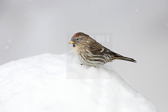 groenlandse barmsijs; greenland redpoll; stock-image by Agami/Chris van Rijswijk,