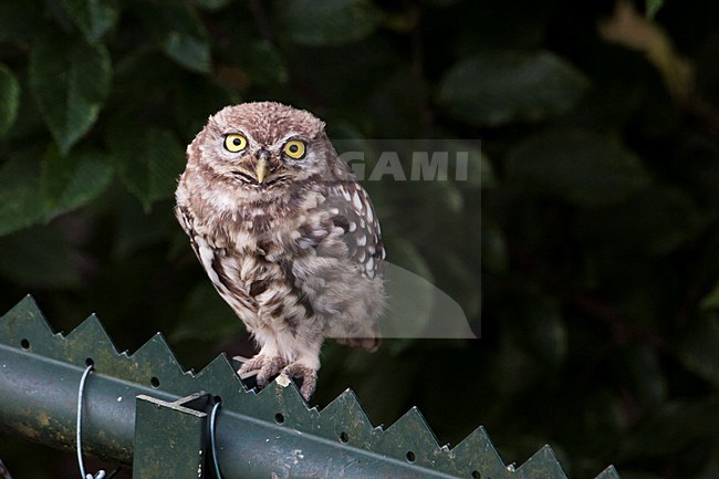 Steenuil jong zittend op hek; Little Owl juvenile perched on fence stock-image by Agami/Martijn Verdoes,