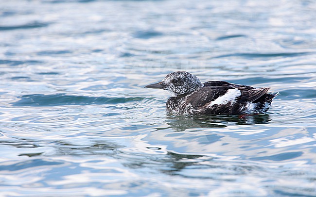 Black Guillemot, Cepphus grylle stock-image by Agami/Wil Leurs,