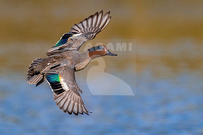 Eurasian Teal (Anas crecca) in Italy. stock-image by Agami/Daniele Occhiato,