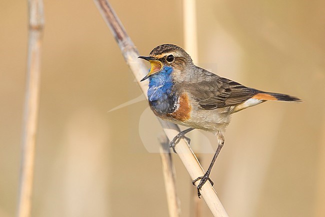 Bluethroat - Blaukehlchen - Cyanecula svecica ssp. cyanecula, Germany, adult male stock-image by Agami/Ralph Martin,