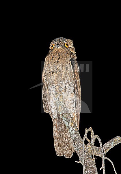 Noordelijke Reuzennachtzwaluw zittend op een tak; Northern Potoo (Nyctibius jamaicensis) perched on a branch stock-image by Agami/Pete Morris,
