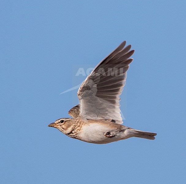 Calandra Lark (Melanocorypha calandra calandra) in the Spanish steppes stock-image by Agami/Marc Guyt,