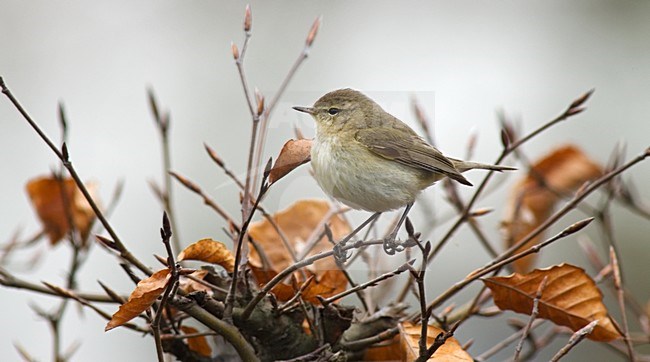 Common Chiffchaff; Tjiftjaf stock-image by Agami/Marc Guyt,