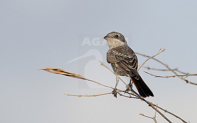 Woodchat Shrike, Lanius senator senator, juvenile at Castilla-La Mancha, Spain stock-image by Agami/Helge Sorensen,