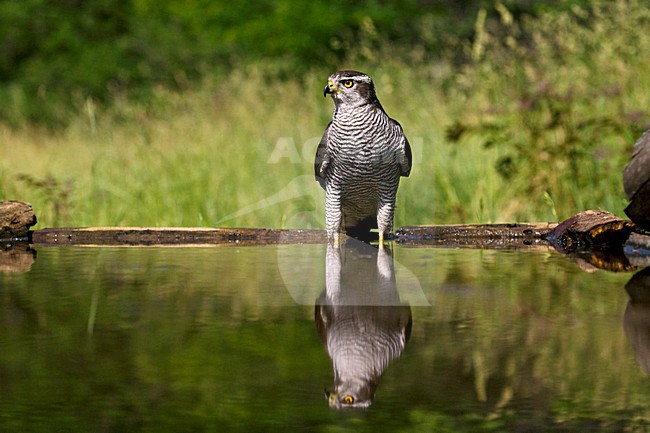 Havik bij drinkplaats; Northern Goshawk at drinking site stock-image by Agami/Marc Guyt,