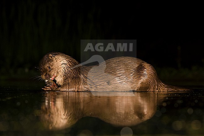 European Otter (Lutra Lutra) forging at night stock-image by Agami/Alain Ghignone,