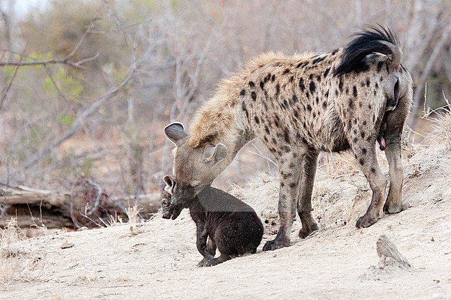 Spotted Hyena (Crocuta crocuta) adult male picking up young at Kruger National Park in summer stock-image by Agami/Caroline Piek,