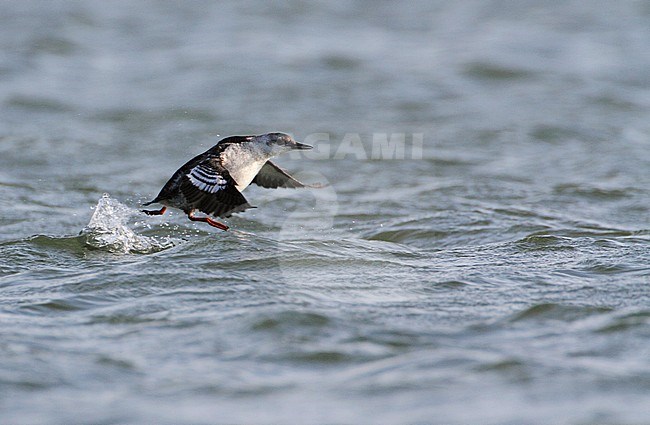 First-winter Black Guillemot (Cepphus grylle) taking off from the North Sea. Wintering bird along the Dutch coast. Showing upper wing pattern. stock-image by Agami/Karel Mauer,