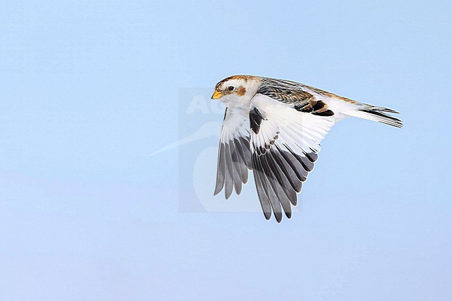 Snow Bunting (Plectrophenax nivalis) flying agains blue sky in its wintering habitat in Canada. stock-image by Agami/Marcel Burkhardt,