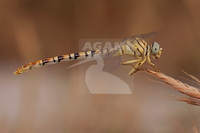 Imago Golftanglibel, Adult Waved pincertail stock-image by Agami/Fazal Sardar,