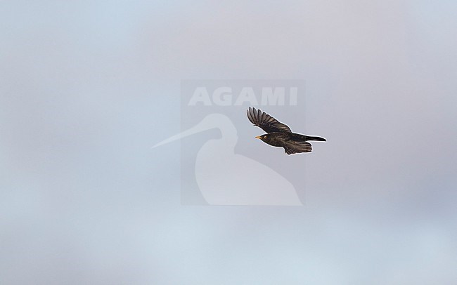 Adult male Common Blackbird (Turdus merula merula) in flight against sky at Nivå, Denmark stock-image by Agami/Helge Sorensen,