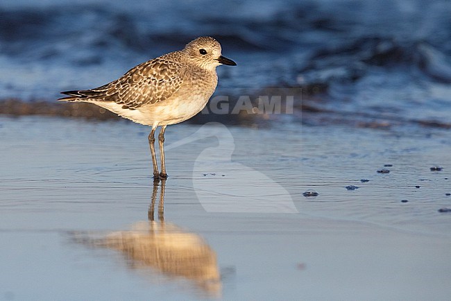 Grey Plover (Pluvialis squatarola), side view of an adult in winter plumage standing in the water, Campania, Italy stock-image by Agami/Saverio Gatto,