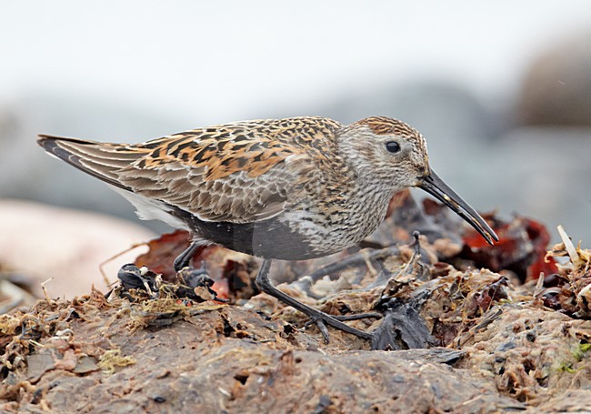 VolwassenBonte Strandloper in zomerkleed aan de kust; Adult Dunlin in breeding plumage on the coast stock-image by Agami/Markus Varesvuo,