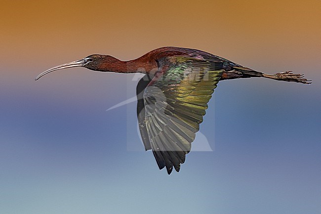 Glossy Ibis, Plegadis falcinellus, in Italy. stock-image by Agami/Daniele Occhiato,