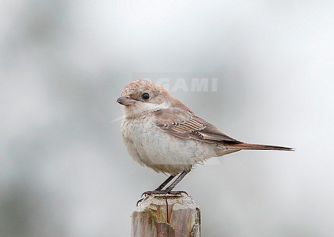 First-winter Woodchat Shrike (Lanius senator) stock-image by Agami/Ran Schols,