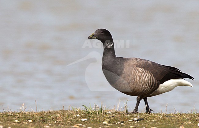 Foeragerende Rotgans, Dark-bellied Brent Goose foraging stock-image by Agami/Roy de Haas,