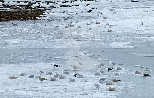Grote Burgemeester in zit; Glaucous Gull perched stock-image by Agami/Jari Peltomäki,