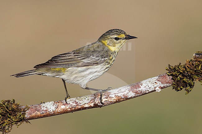 Adult female breeding
Galveston Co., TX
May 2012 stock-image by Agami/Brian E Small,