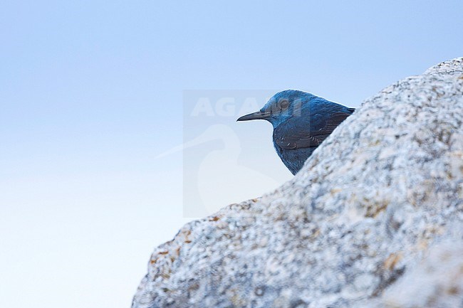 Western Blue Rock Thrush, Blauwe Rotslijster;  Monticola solitarius ssp. solitarius, Mallorca, adult male stock-image by Agami/Ralph Martin,