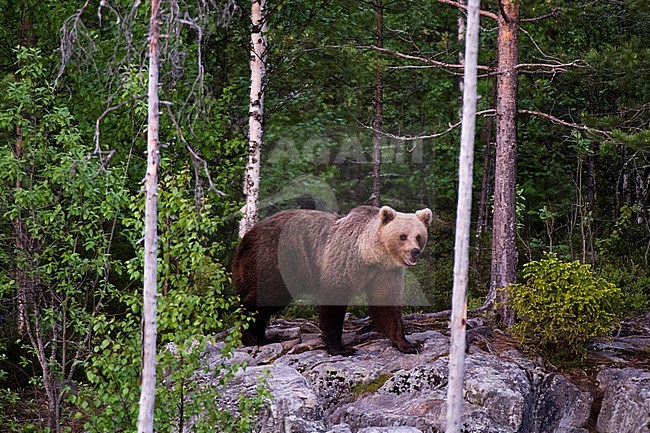 A European brown bear, Ursus arctos arctos, walking across a rock. Kuhmo, Oulu, Finland. stock-image by Agami/Sergio Pitamitz,