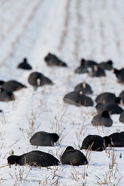 Groep Meerkoeten in de winter op besneeuwde akker; Group Eurasian Coots in winter in farm land stock-image by Agami/Arnold Meijer,