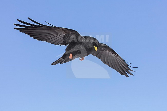 Alpine Chough (Pyrrhocorax graculus) flying aginst blue sky in swiss Alps. stock-image by Agami/Marcel Burkhardt,