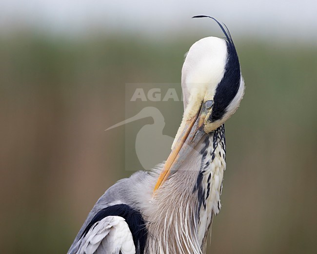 Blauwe Reiger; Grey Heron (Ardea cinerea) Hungary May 2008 stock-image by Agami/Markus Varesvuo / Wild Wonders,