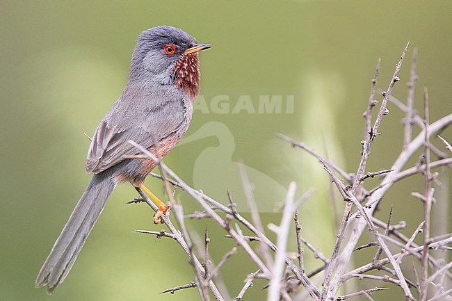 Dartford Warbler (Sylvia undata), side view of an adult male perched in a bush, Campania, Italy stock-image by Agami/Saverio Gatto,