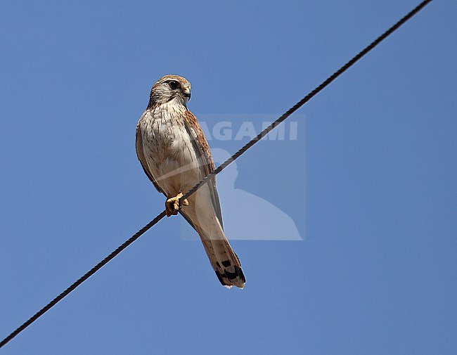 Nankeen Kestrel (Falco cenchroides cenchroides) in Australia. stock-image by Agami/Andy & Gill Swash ,