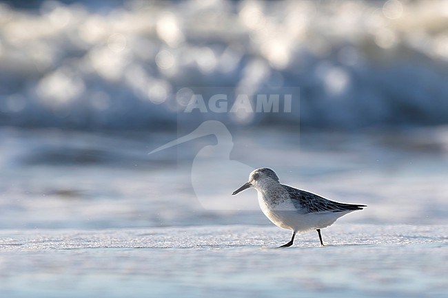 A backlit Sanderling (Calidris alba) runs along the shores where it feeds stock-image by Agami/Jacob Garvelink,