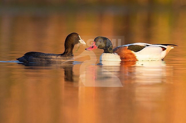 Common Shelduck (Tadorna tadorna), male swimming in a lake close to a Coot, Campania, Italy stock-image by Agami/Saverio Gatto,