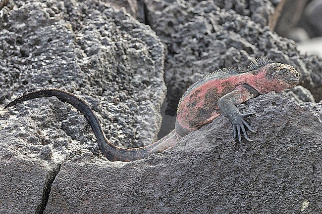 Marine iguana (Amblyrhynchus cristatus venustissimus) on Española Island in the Galapagos Islands, part of the Republic of Ecuador. Also known as the sea iguana, saltwater iguana, or Galápagos marine iguana. stock-image by Agami/Pete Morris,